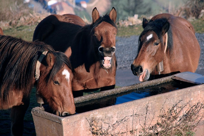 le gite Eskitza, les chevaux